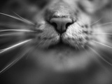 Cat's Nose and Whiskers Photographic Print by Henry Horenstein