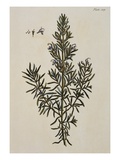 Rosemary Giclee Print by Elizabeth Blackwell