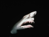 Grey Nurse Shark with Open Mouth Photographic Print by Jeffrey L. Rotman