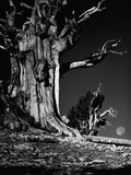 Bristlecone Pine Tree Photographic Print by David Muench