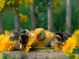 Ducklings and Dandelions on Chair Photographic Print by Julie Habel