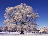 Snow-covered Tree in Belvoir Park Photographic Print by Geray Sweeney