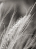 Rays of Light V Photographic Print by Nicola Dill