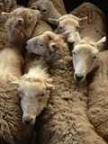 Sheep for Sale at the Welshpool Sheep Auction Lámina fotográfica por Farrell Grehan