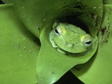 Treefrog in Center of Plant Photographic Print by Joe McDonald