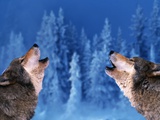 Pair of Howling Gray Wolves Lámina fotográfica por Jeff Vanuga Pair of Howling Gray Wolves Lámina fotográfica por Jeff Vanuga