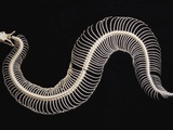 Skeleton of Gaboon Viper in Central Africa Lámina fotográfica por Joe McDonald Skeleton of Gaboon Viper in Central Africa Lámina fotográfica por Joe McDonald