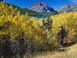 Autumn Trees in Glacier National Park Photographic Print by Craig Tuttle