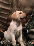 Labrador Retriever Puppy Photographic Print by Joe McDonald