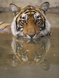 Young Tiger in Water Photographic Print by Theo Allofs
