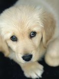 Golden Retriever Puppy Fotografie-Druck von Bill Varie