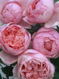 Brother Cadfael Roses Fotografie-Druck von Clay Perry