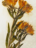 Alstroemeria I Photographic Print by David Roseburg