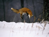 Red Fox Jumping in the Snow Photographic Print by John Conrad