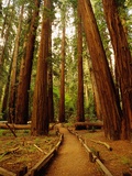 Redwoods Forest Photographic Print by Charles O'Rear