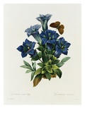Gentianae Acaulis Giclee Print by Pierre Joseph Redoute