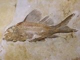 Propterus Elongatus Fish Fossil Lámina fotográfica por Naturfoto Honal Propterus Elongatus Fish Fossil Lámina fotográfica por Naturfoto Honal