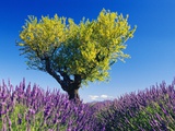 Tree in Lavender Field Photographic Print by Bryan F. Peterson