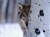 Gray Wolf Behind Aspen Photographic Print by Jeff Vanuga
