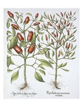 Piper Indicum Giclee-trykk av Basil Besler Piper Indicum Giclee-trykk av Basil Besler