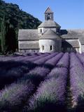 Abbey and Lavender Fields Photographic Print by Michael Freeman