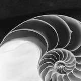 Nautilus Shell Fotografisk tryk af Françoise Gervais