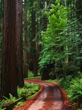 Road Through Redwood Forest Photographic Print by Mark Karrass
