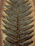 Carboniferous Fossil Fern Photographic Print by Kevin Schafer