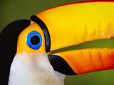 Head and Beak of a Toco Toucan Photographie par Theo Allofs