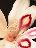 Gladiolus Photographic Print by David Roseburg