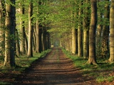 Tree-Lined Path Photographic Print by Dave Bartruff
