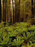 Ferns in Redwood Forest Photographic Print by Charles O'Rear