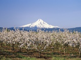Apple Blossoms Against Mt. Hood Photographic Print by Craig Tuttle