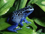 Blue-Poisondart Frog Photographie