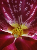 Close-up of an Orchid Photographic Print by Susan Rosenthal