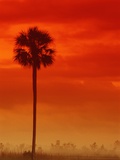 Royal Palm in Everglades Photographic Print by Joe McDonald