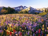 Wildflower Meadow and Tatoosh Range Photographic Print by Craig Tuttle
