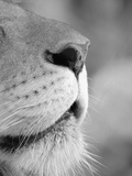 Lion's Nose Photographic Print by Henry Horenstein