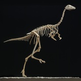 Mononykus Skeleton Photographic Print by Louie Psihoyos