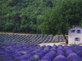 Fields of Lavender by Rustic Farmhouse Photographic Print by Owen Franken