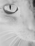 Cat's Eye Photographic Print by Henry Horenstein