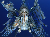 Red Lionfish Impressão fotográfica por Bill Varie Red Lionfish Impressão fotográfica por Bill Varie