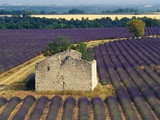 Stone Structure in Lavender Field Photographic Print by Bryan F. Peterson