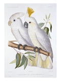 Print of Two Cockatoos by A. Dumenil Giclee Print by Stapleton Collection 