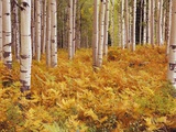 Aspen Forest in Golden Colored Ferns Photographic Print by William Manning