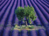 Tree in Lavender Field Photographic Print by Bryan F. Peterson