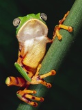 Barred Leaf Frog on Plant Stem Photographie par Theo Allofs