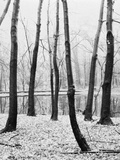 Trees near a Pond Photographic Print by Brian Cencula