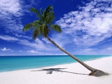 Leaning Palm Tree Photographic Print by M. Dillon