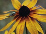 Wildflower with Frog Photographic Print by Susan C. Rosenthal